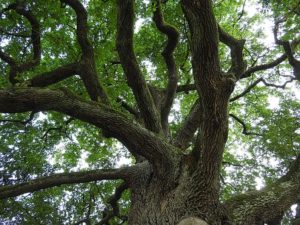 oak