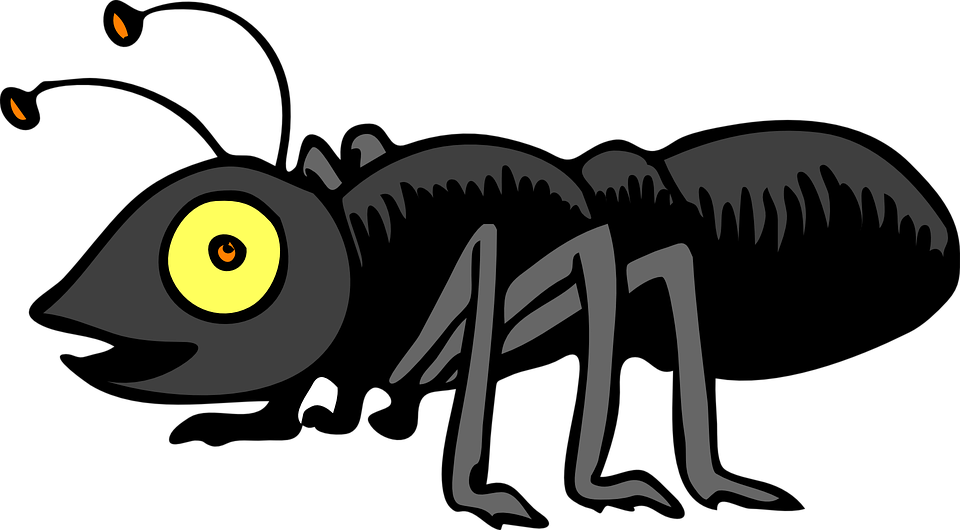 termite-pest